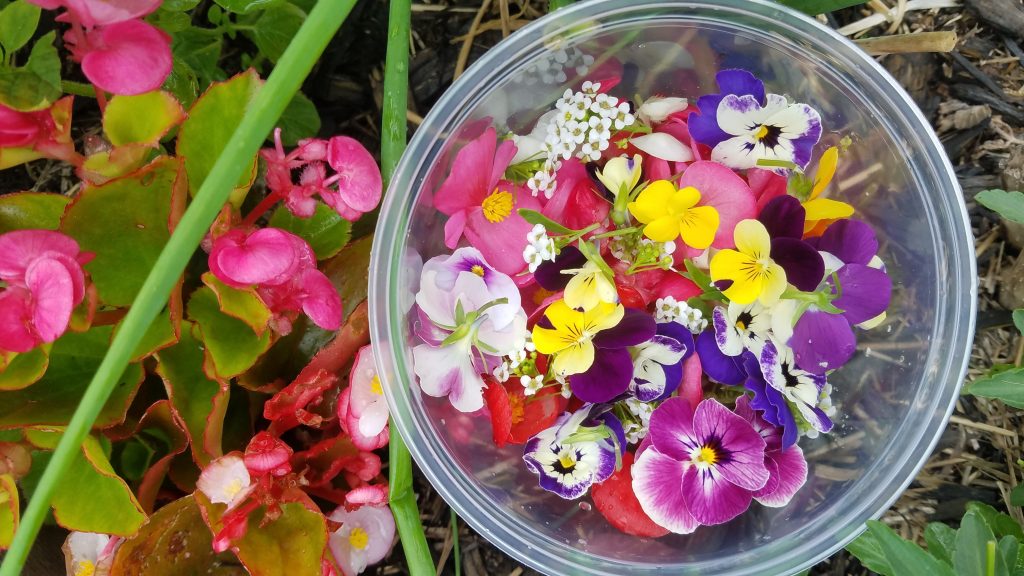 Picture of our harvest of edible flowers