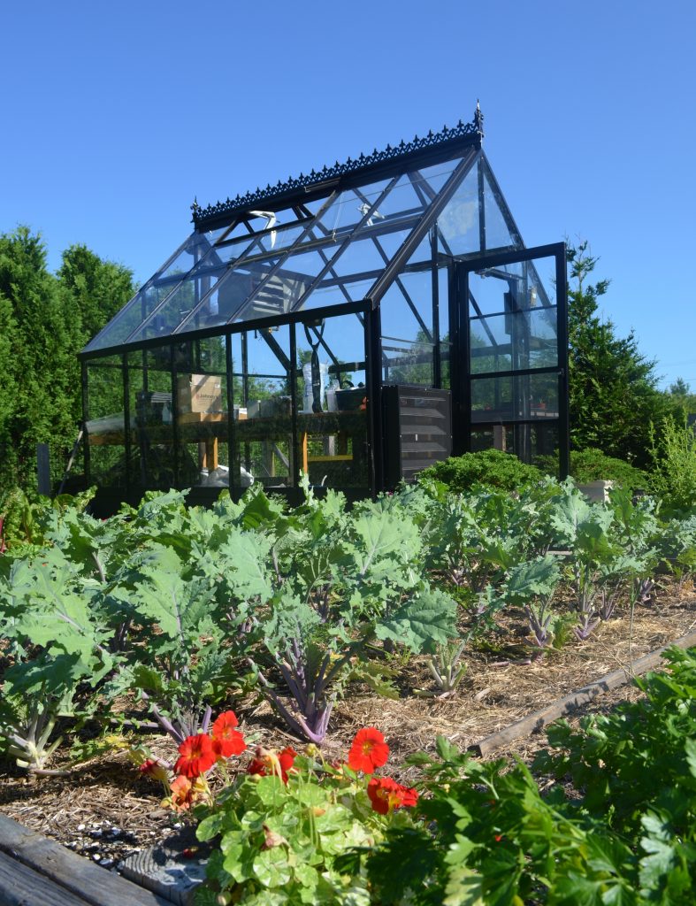 Picture of Kale growing near the Green House