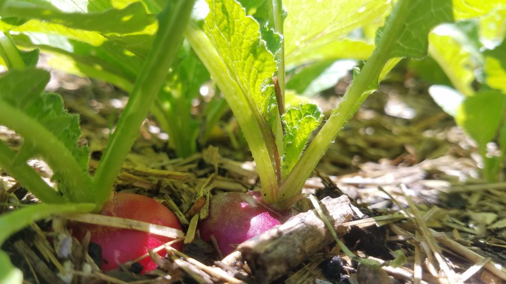 Picture of radishes growing in Castle Hill Garden
