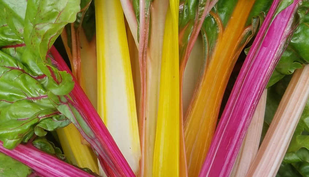 Picture of Rainbow Chard from Castle Hill Gardens