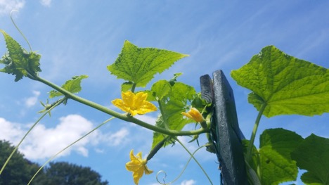 Picture of Itty bitty cucumbers with flowers still attached
