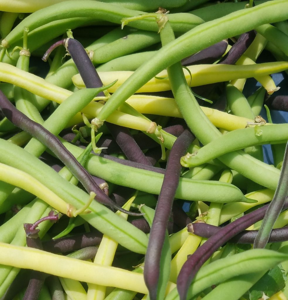 Photo of beans from Castle Hill Garden 