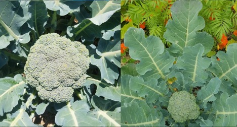 Two pictures of brassicas examples
