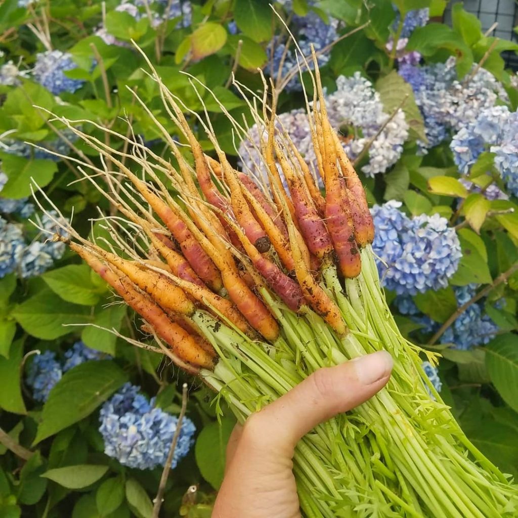 Picture of new carrots 
