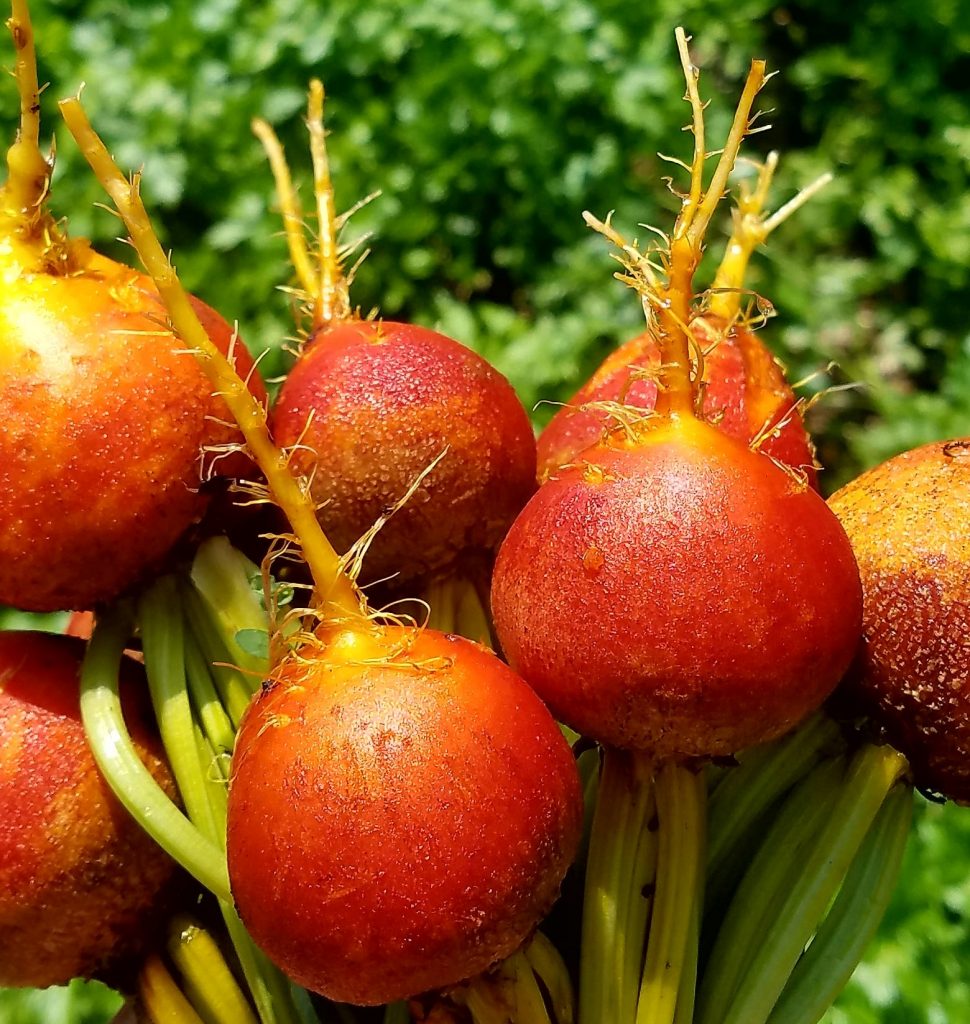 picture of golden beets