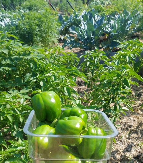 picture of green peppers ready 