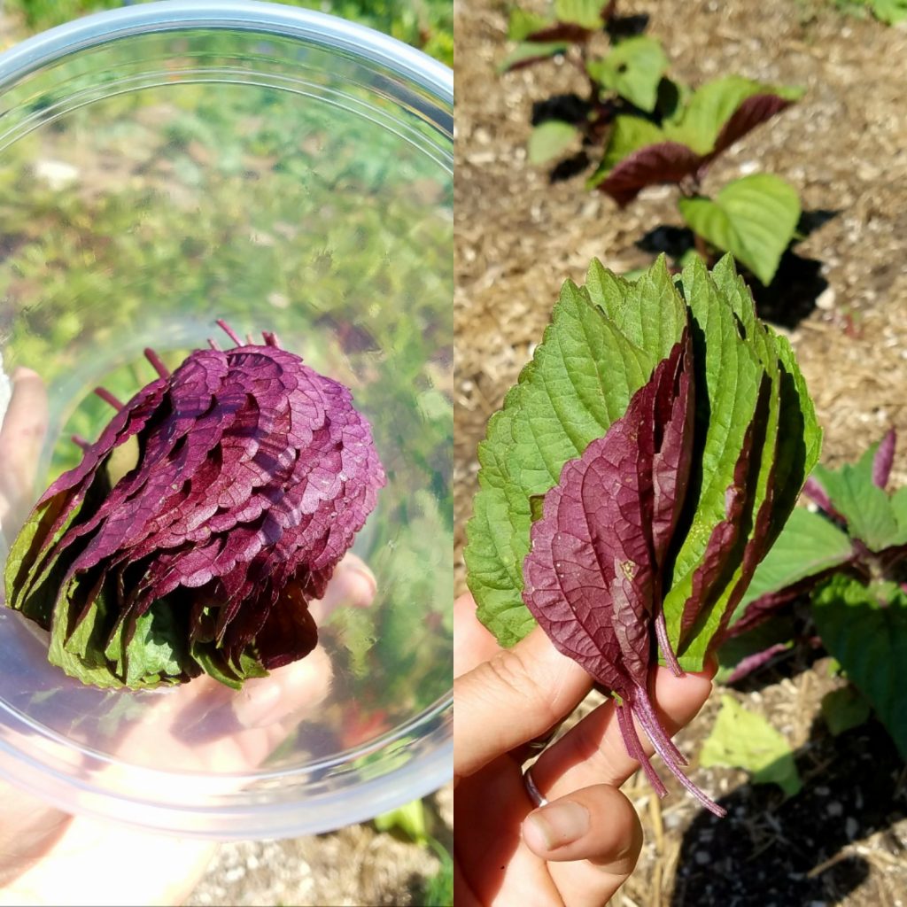 Two images of Shiso from the Culinary Garden 