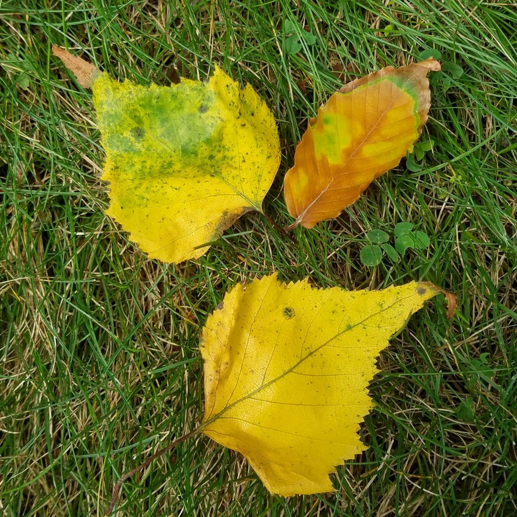 Picture of three autumn leaves in grass
