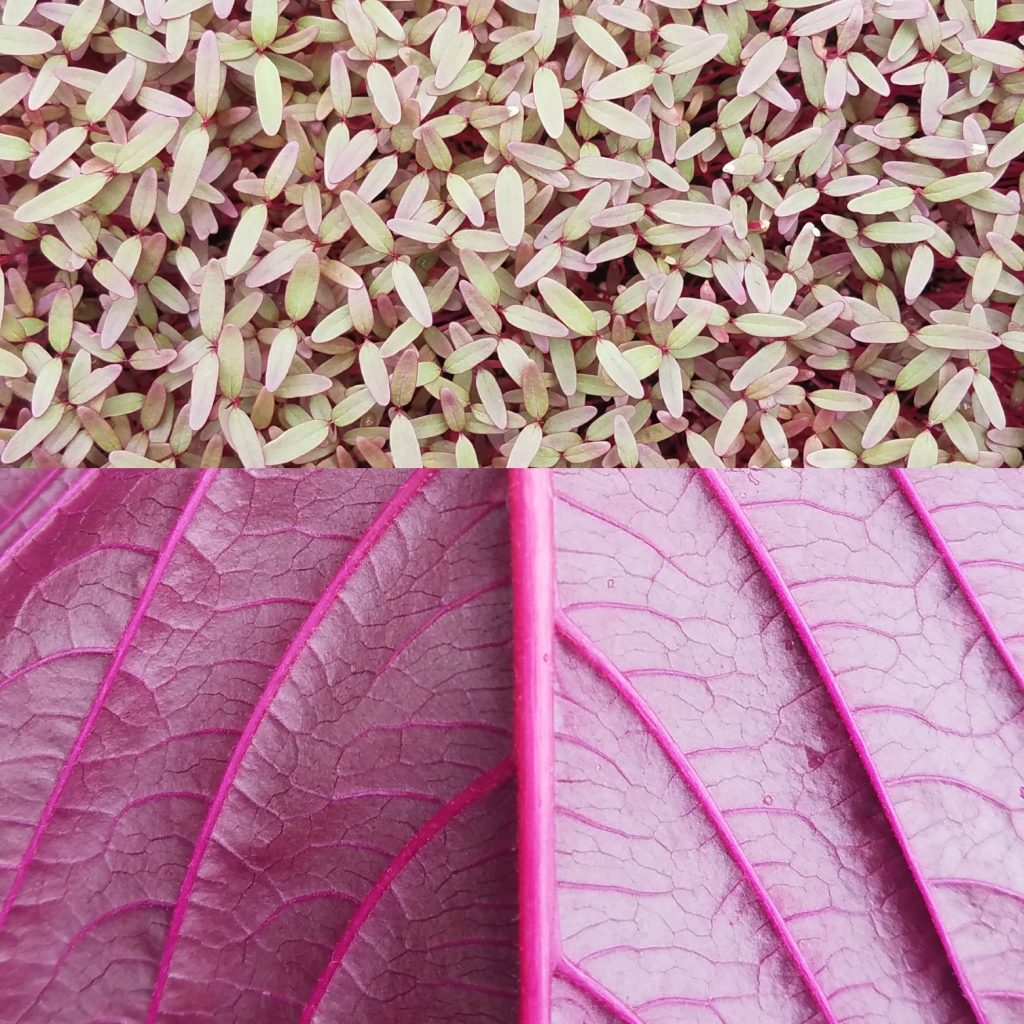 Two pictures of red amaranth - flowers and close up