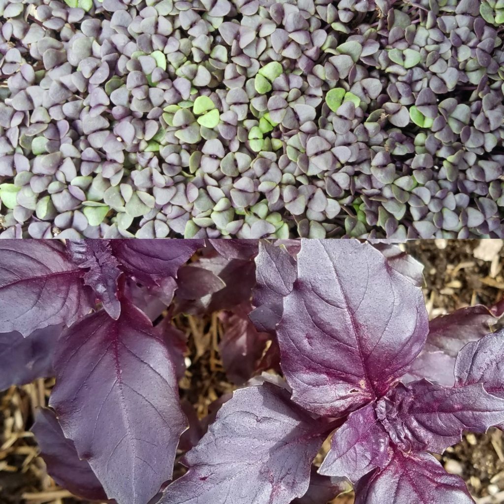 Two pictures of dark opal basil microgreens - flowers and leaves