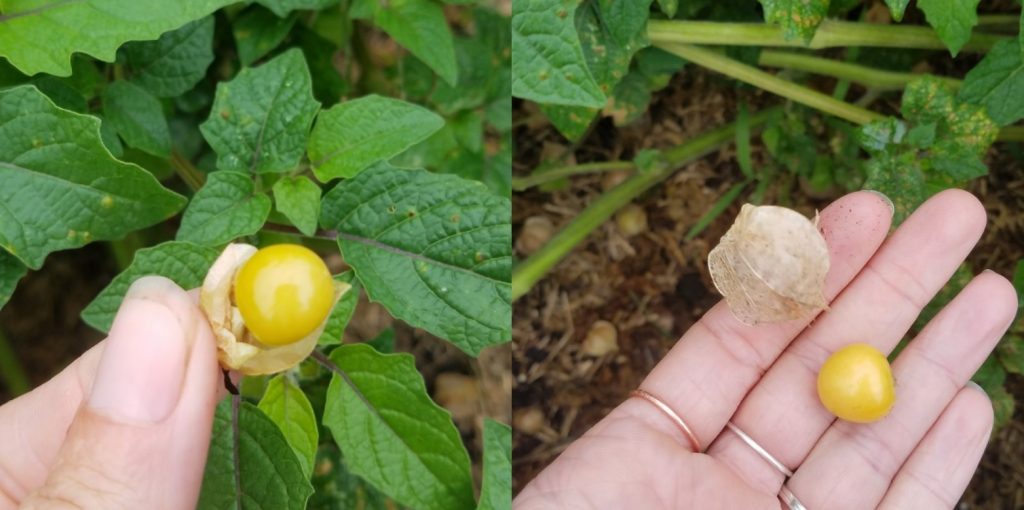Side by side pictures of husk cherries in husk and out of husk