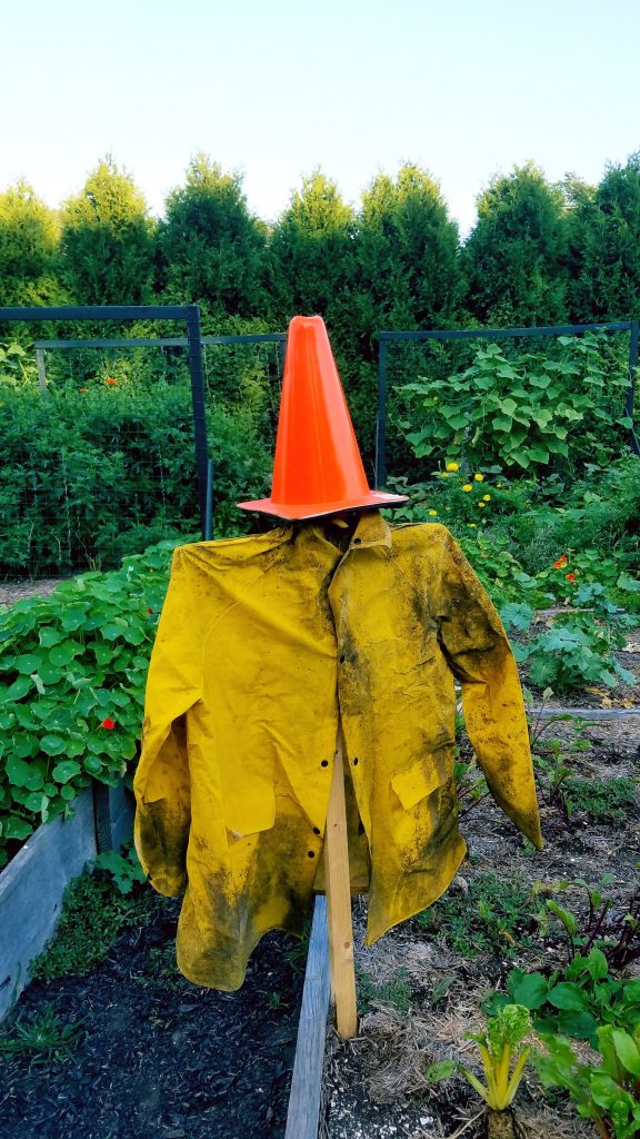 Picture of scarecrow in garden
