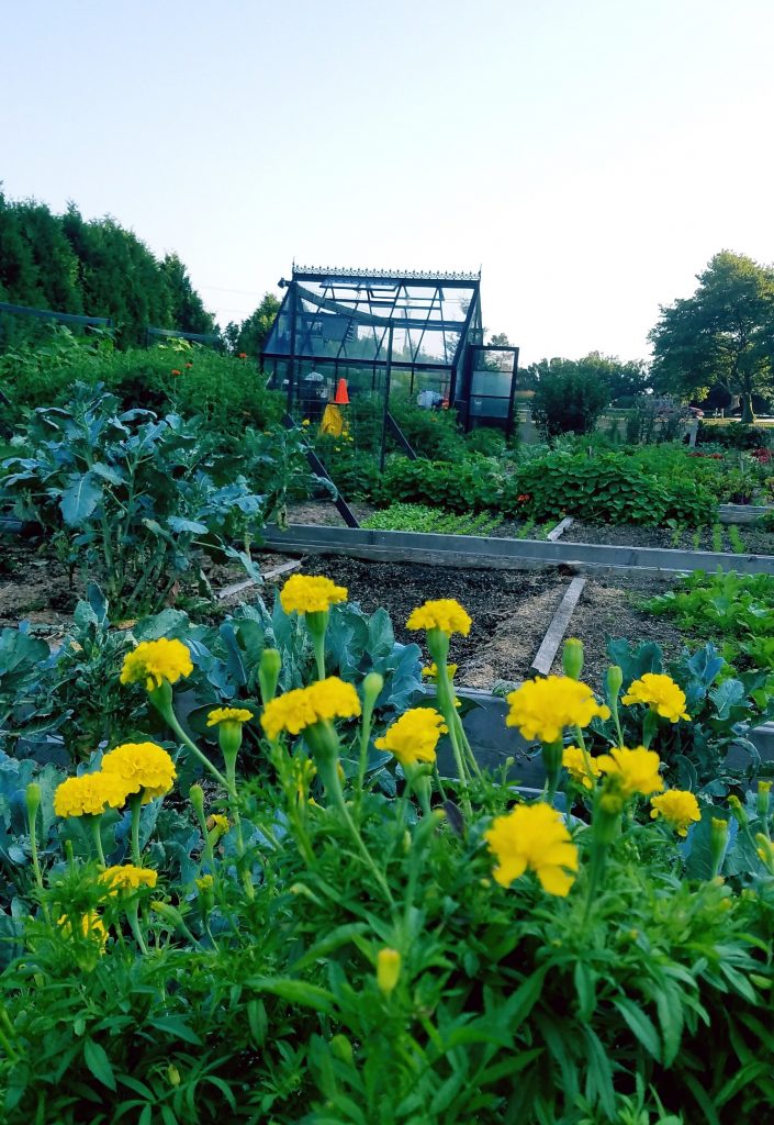 Picture of garden and greenhouse in September