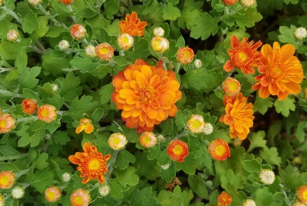 Photo of Makenna Orange chrysanthemums
