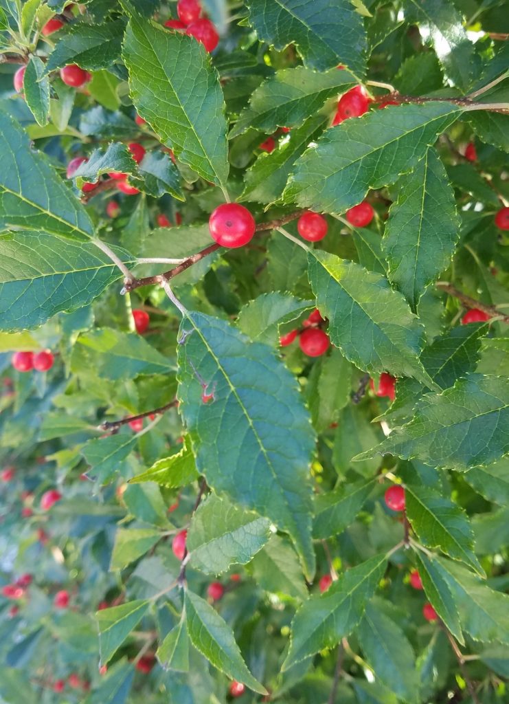 Photo of red winterberries 