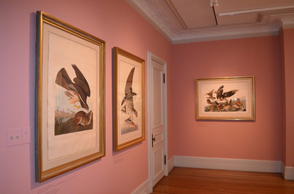 John James Audubon: Obsession Untamed Exhibit