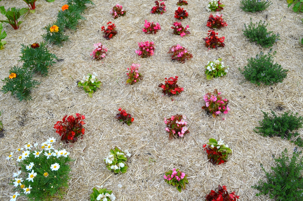 Flowers in the raised beds