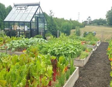 picture of our Greenhouse in midsummer