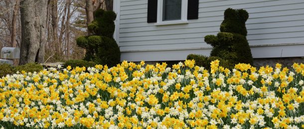 Daffodils and Bear-shaped hedges